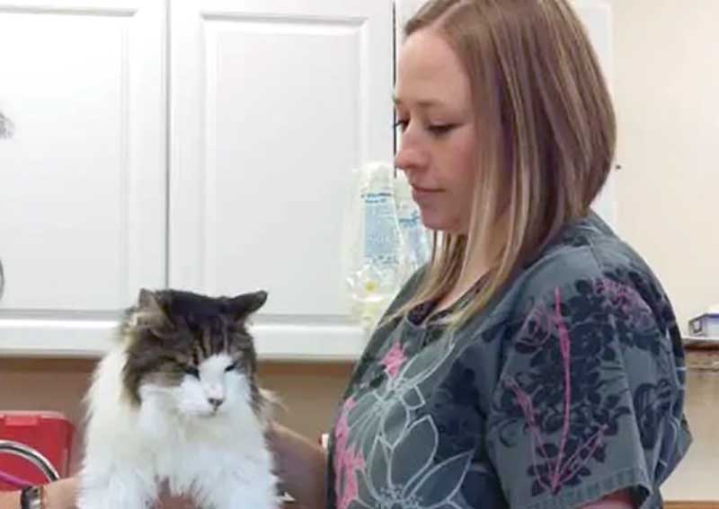 Carousel Slide 4: Cat veterinarians